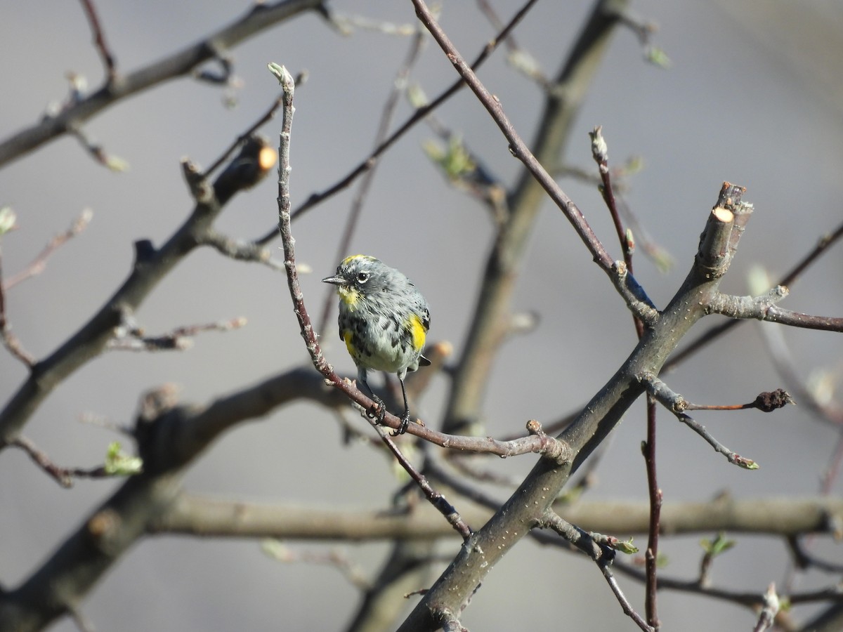 Yellow-rumped Warbler - ML642839698