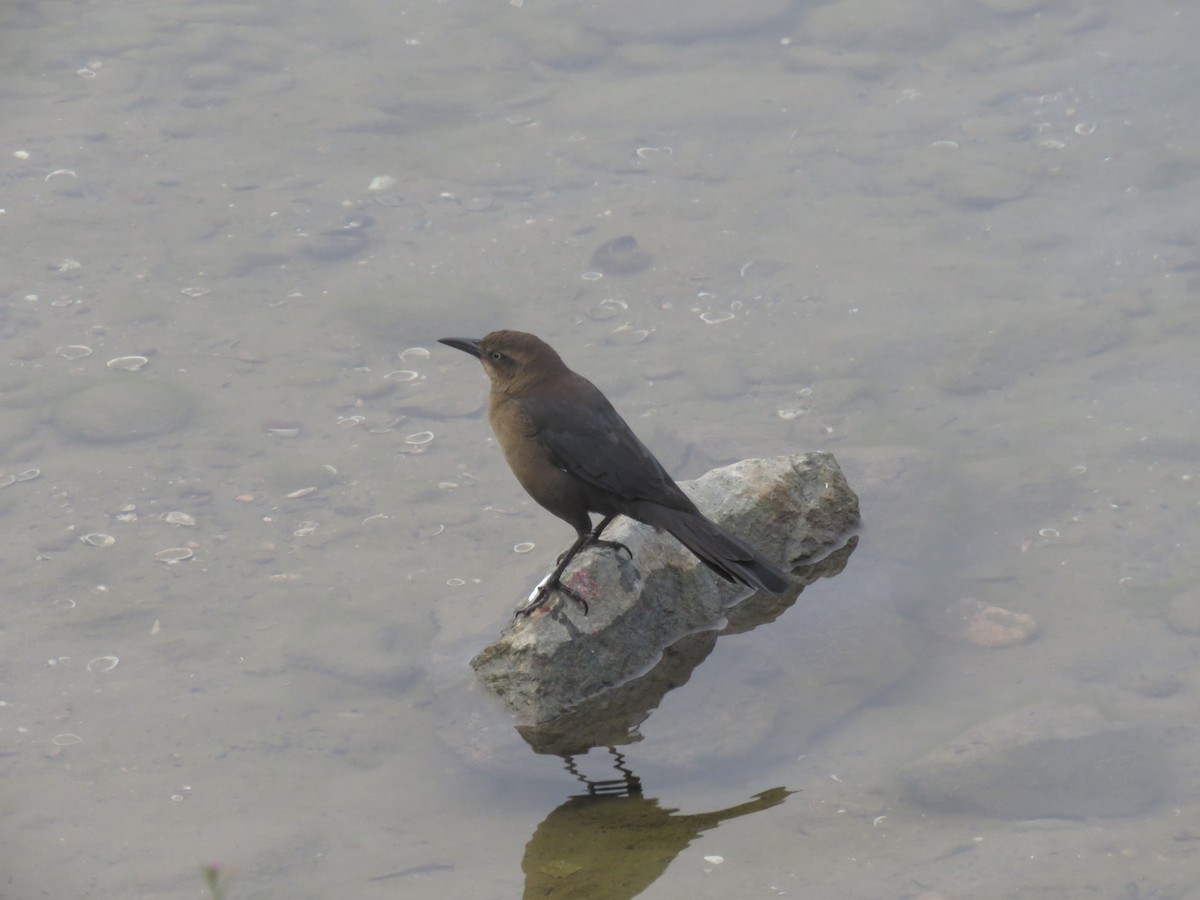 Great-tailed Grackle - ML642839702
