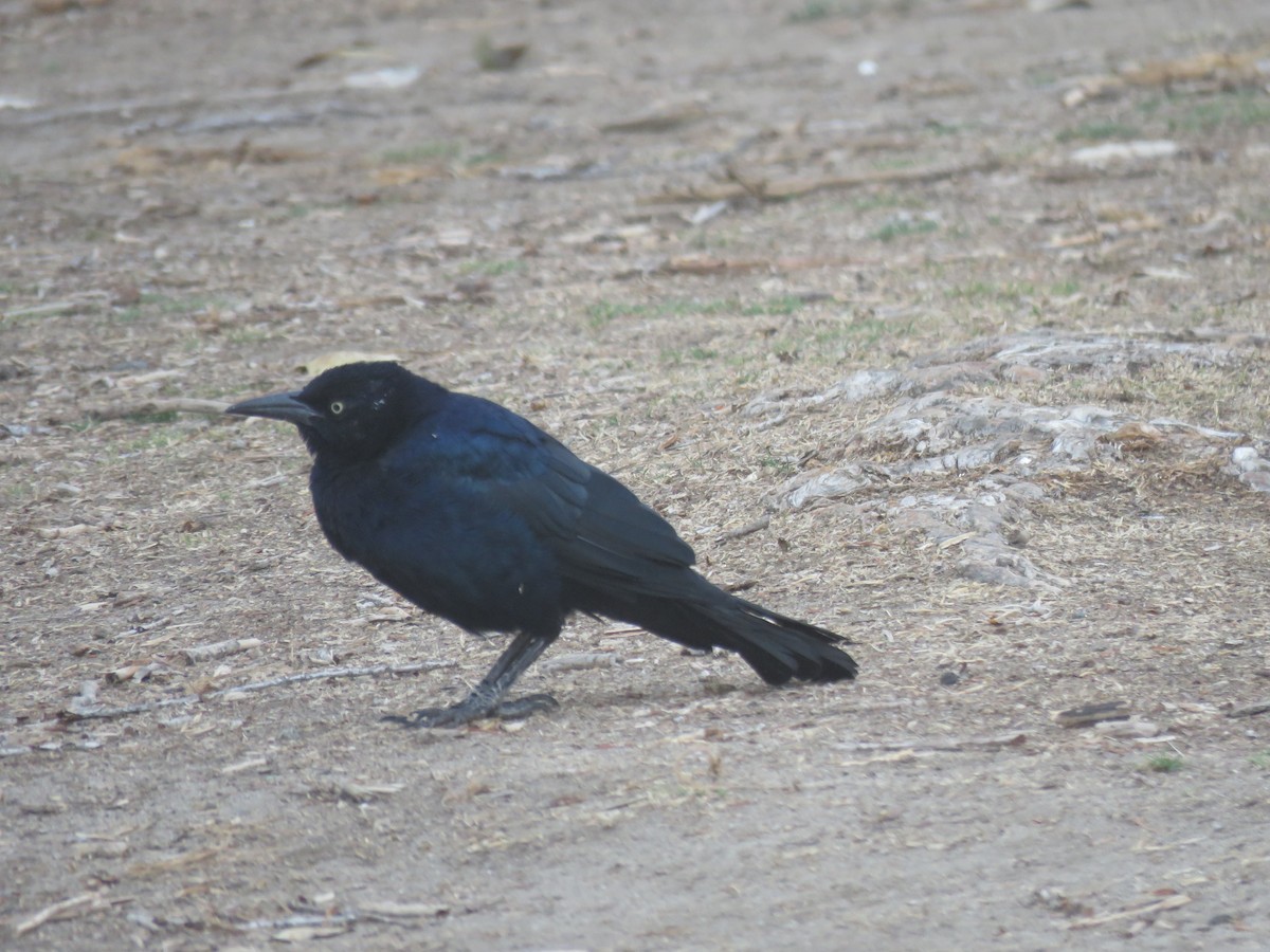 Great-tailed Grackle - ML642839703