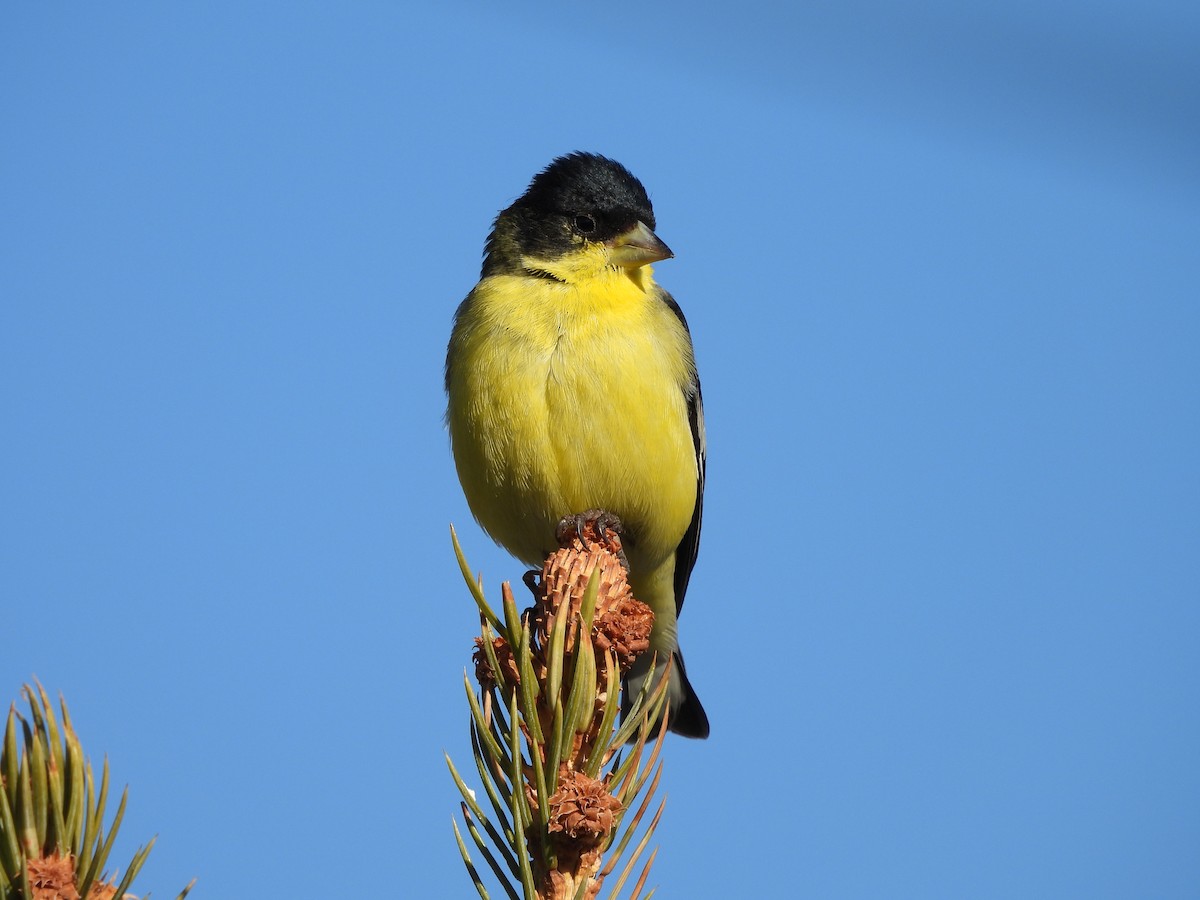 Lesser Goldfinch - ML642839705