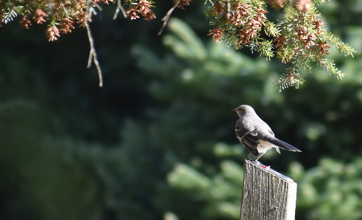 Northern Mockingbird - ML642839710