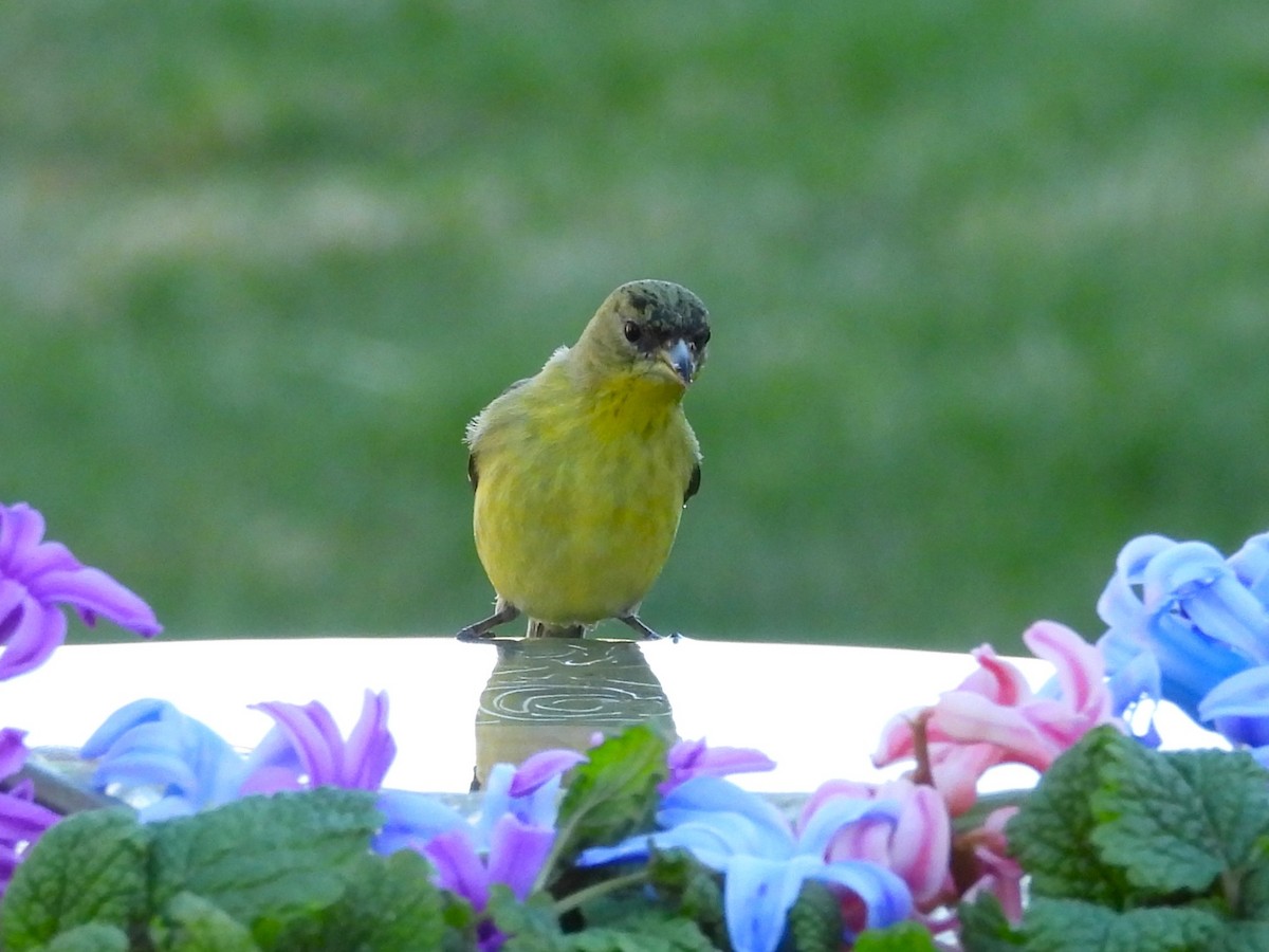 Lesser Goldfinch - ML642839713