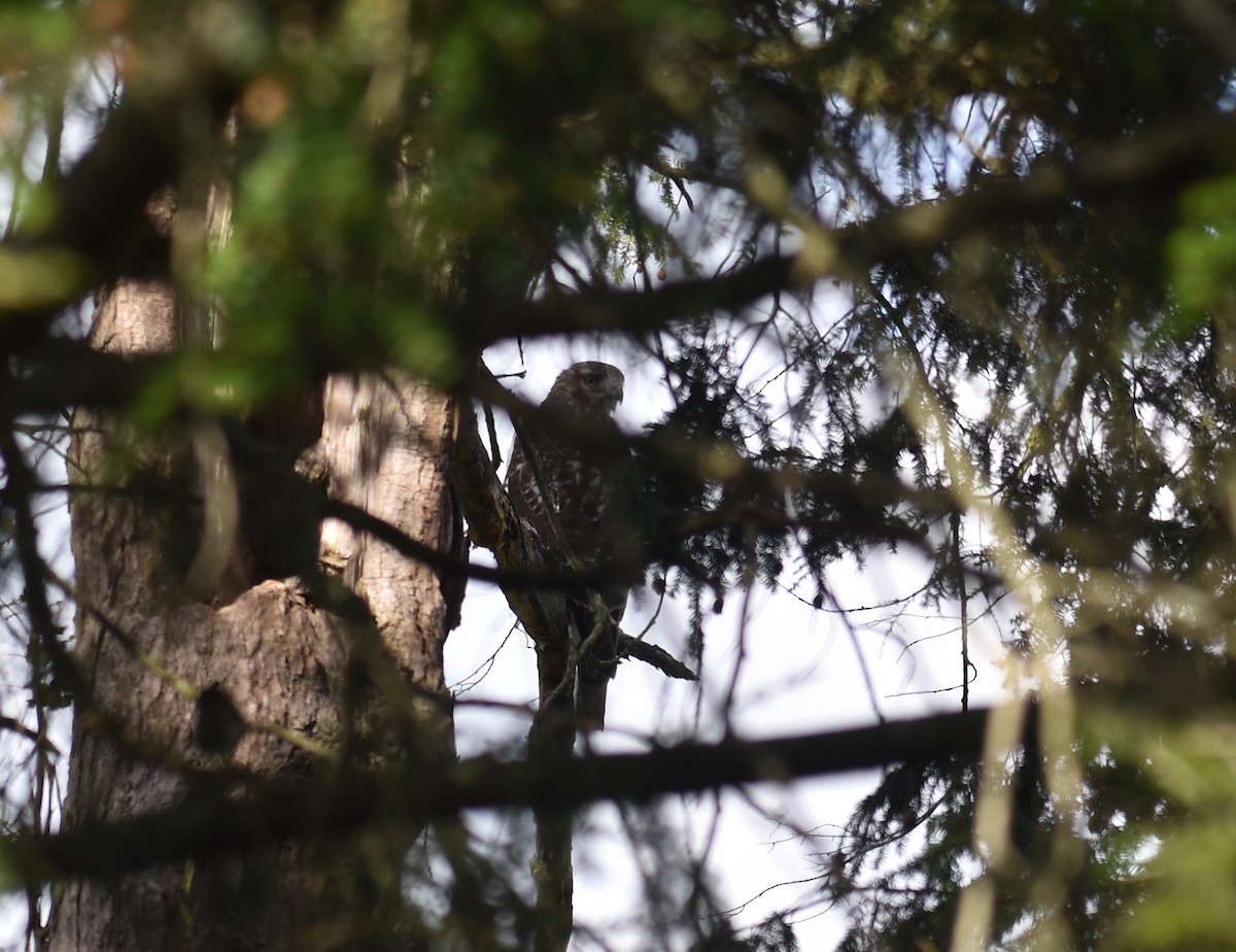 Red-tailed Hawk - ML642839716
