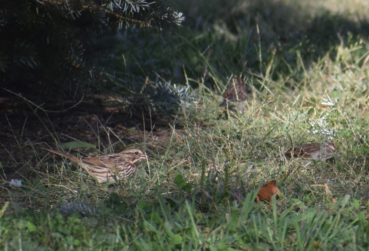 Song Sparrow - ML642839723