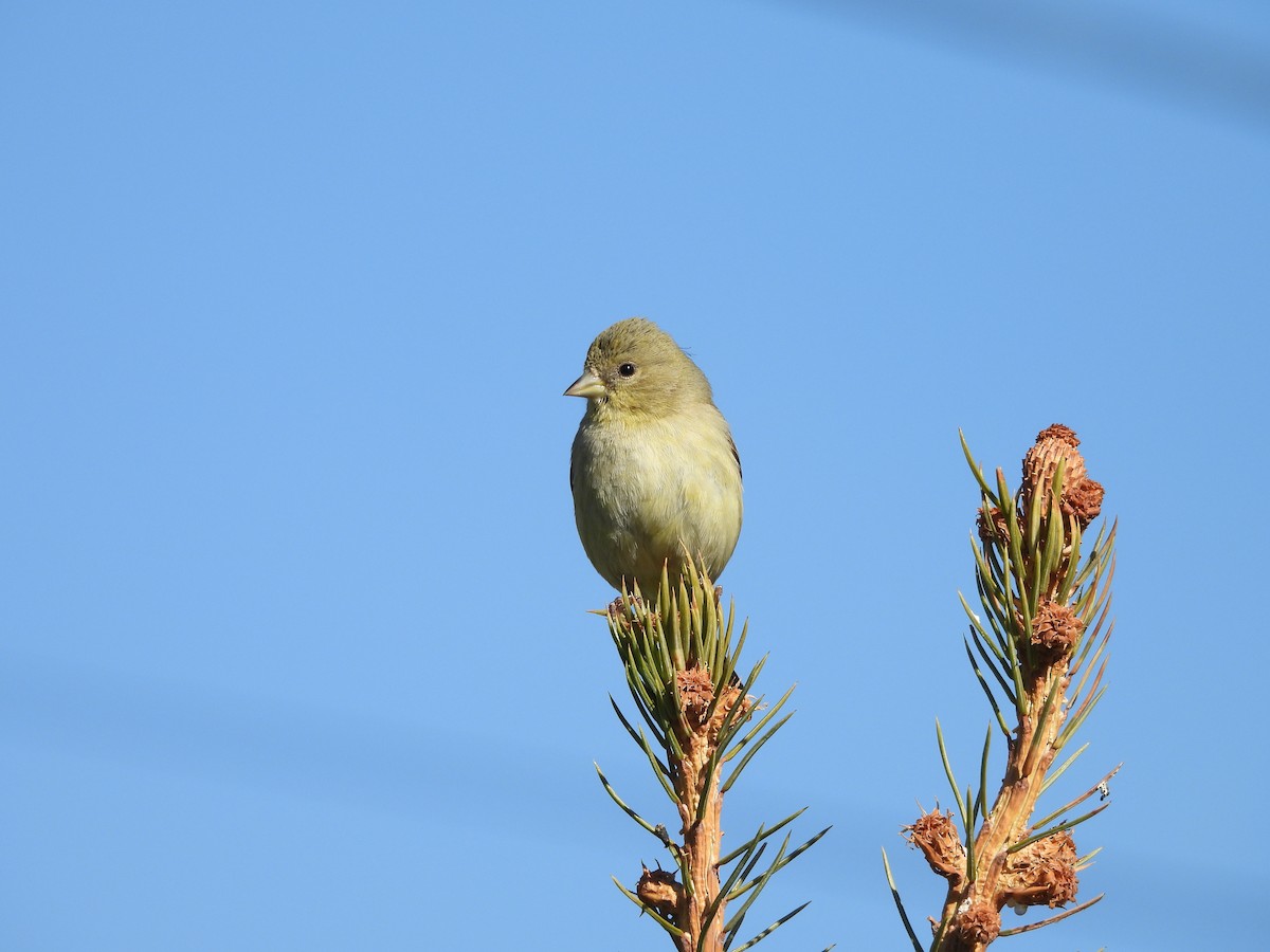 Lesser Goldfinch - ML642839725