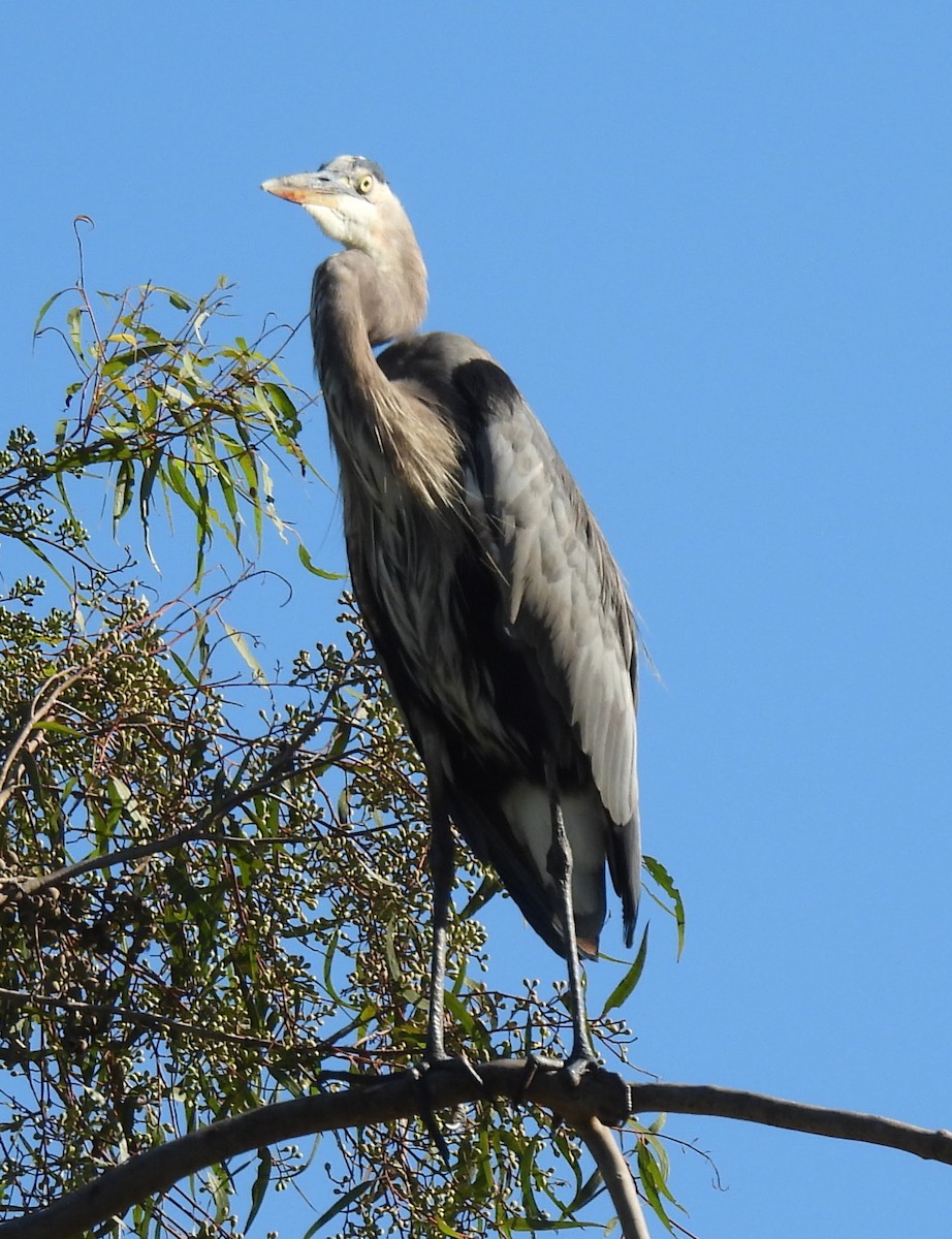 Great Blue Heron - ML642839731