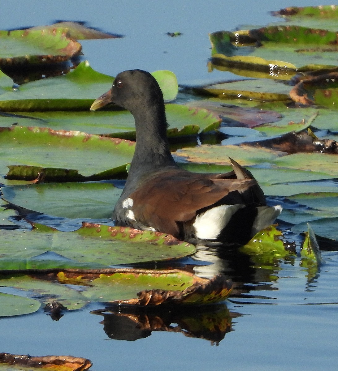 Gallinule d'Amérique - ML642839741