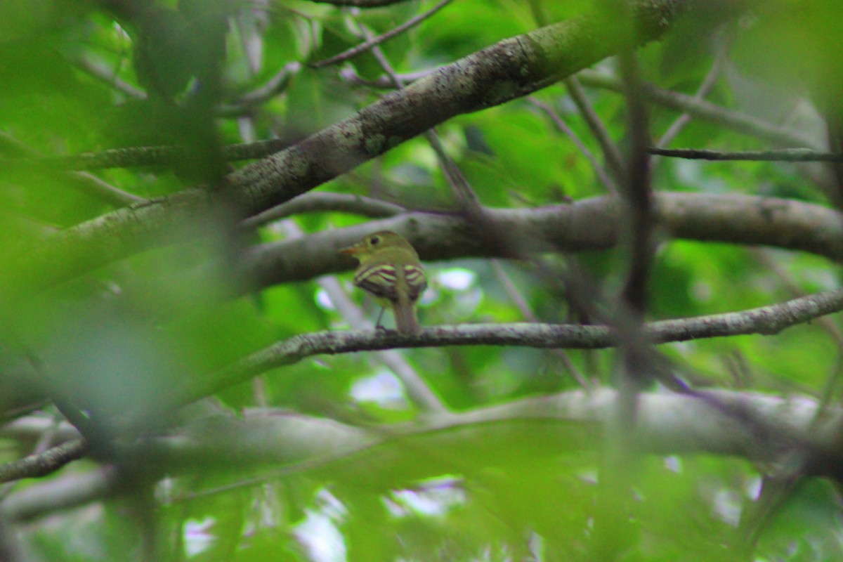 Yellow-bellied Flycatcher - ML642839745