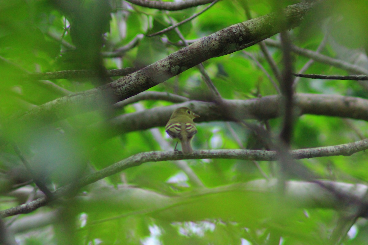 Yellow-bellied Flycatcher - ML642839746