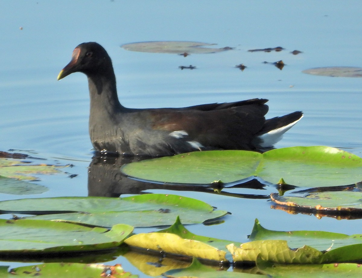 Gallinule d'Amérique - ML642839747