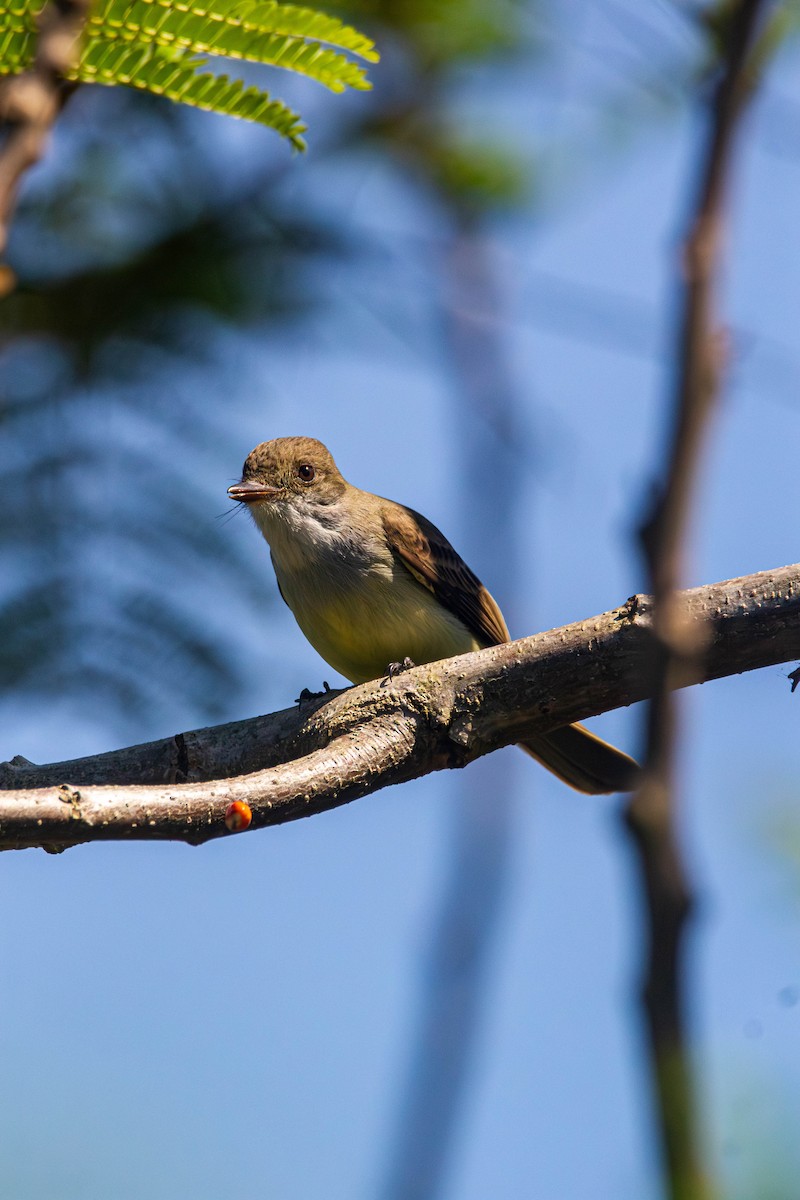 Swainson's Flycatcher - ML642839748
