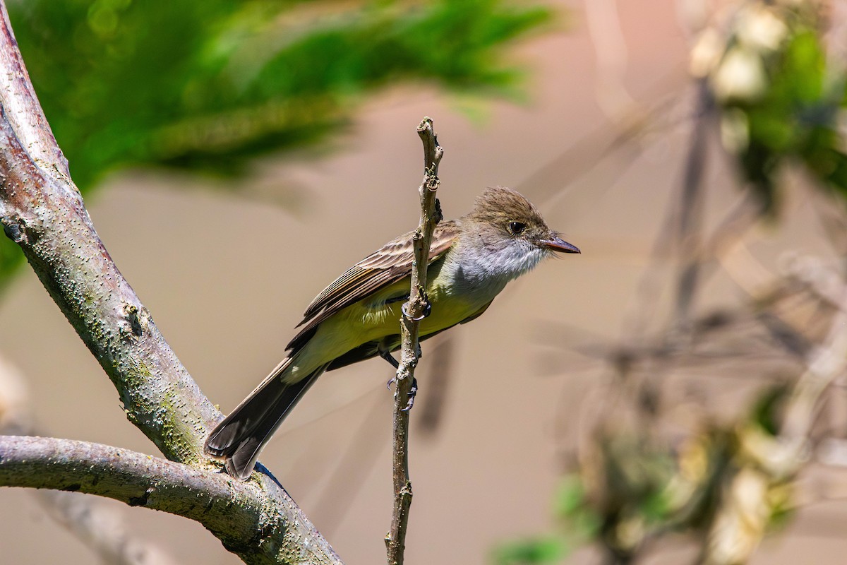 Swainson's Flycatcher - ML642839749