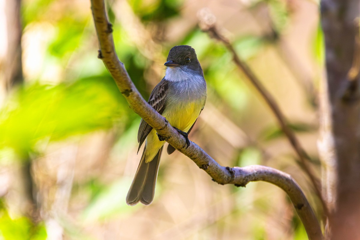 Swainson's Flycatcher - ML642839750