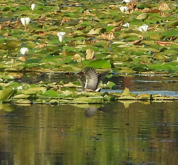 Purple Gallinule - ML642839756