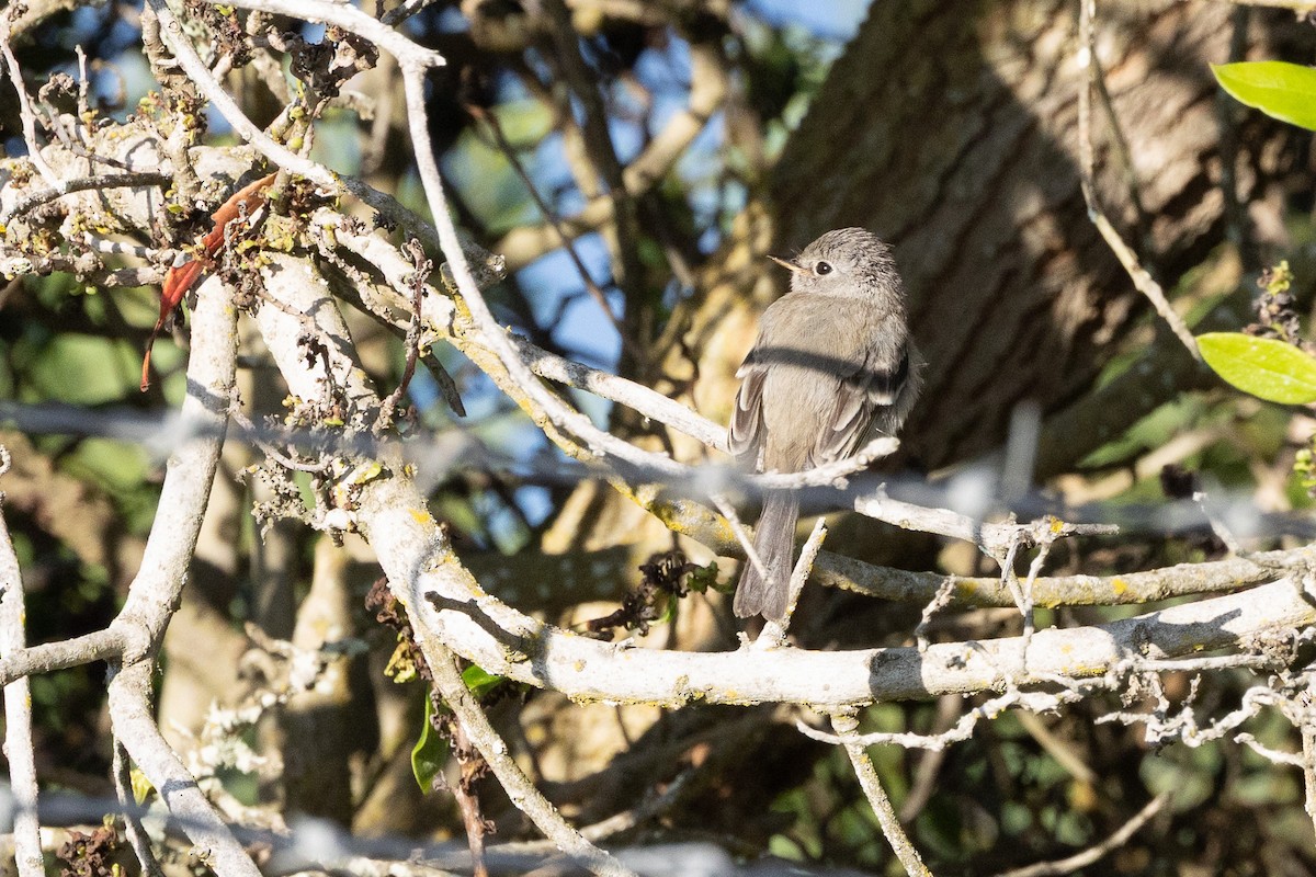 Gray Flycatcher - ML642839757