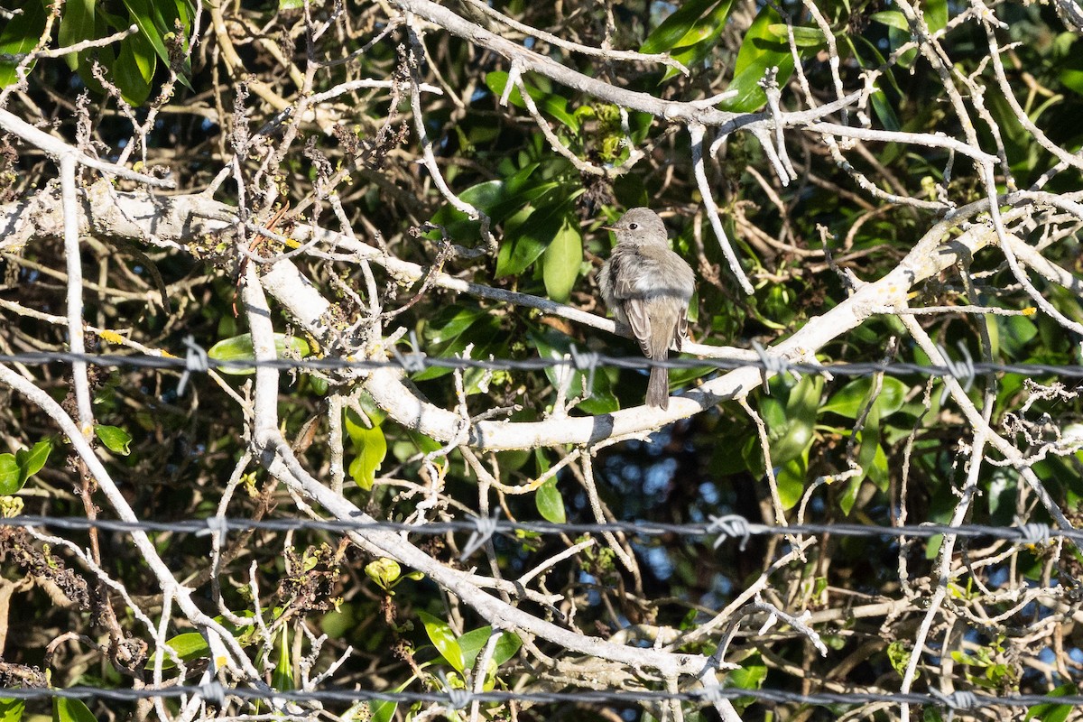 Gray Flycatcher - ML642839758