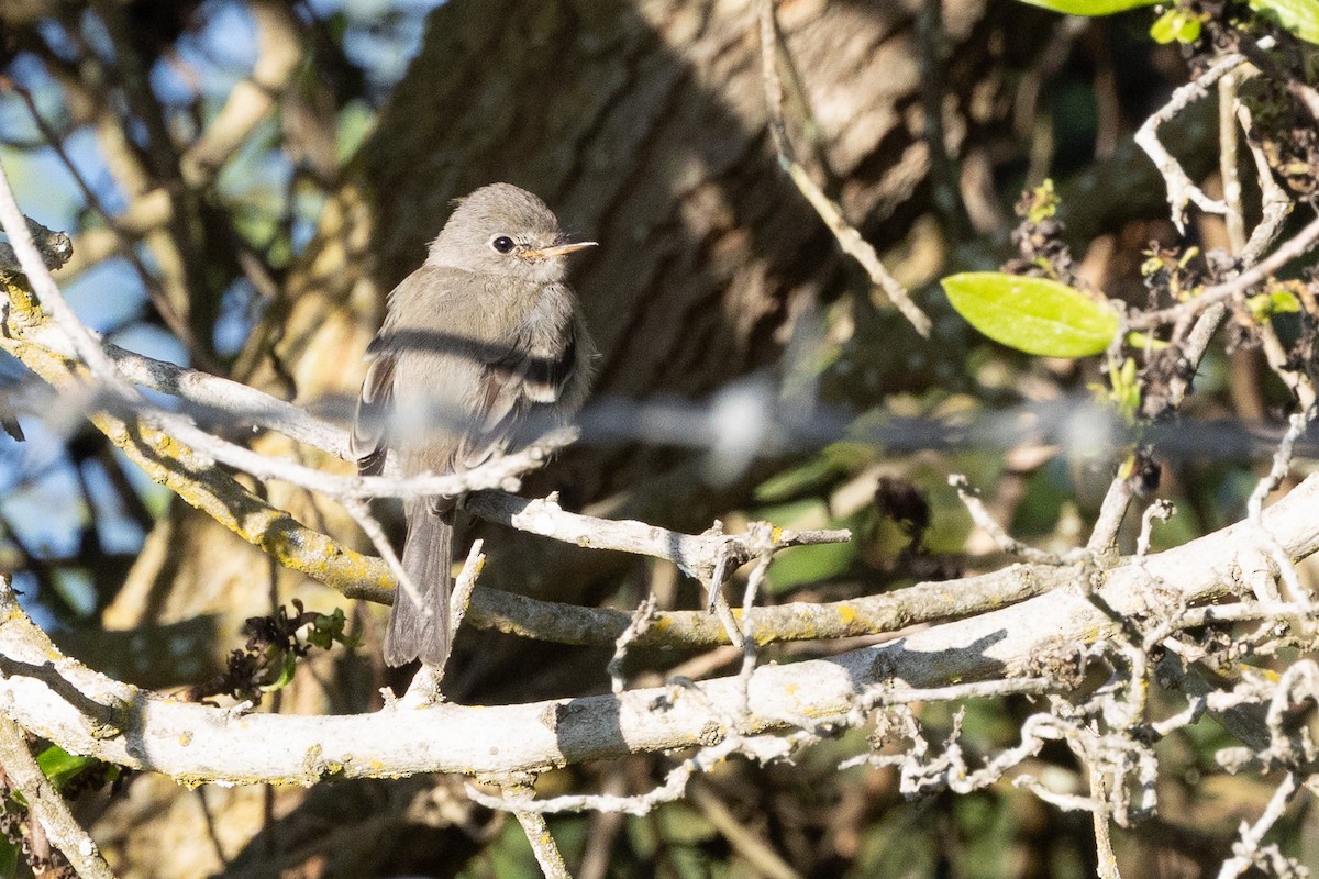 Gray Flycatcher - ML642839759