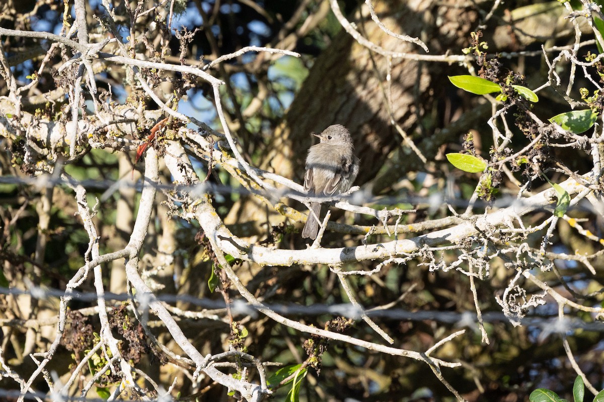 Gray Flycatcher - ML642839761