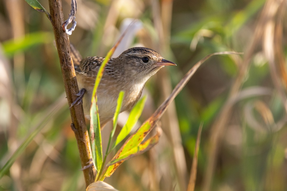 Sedge Wren - ML642839762
