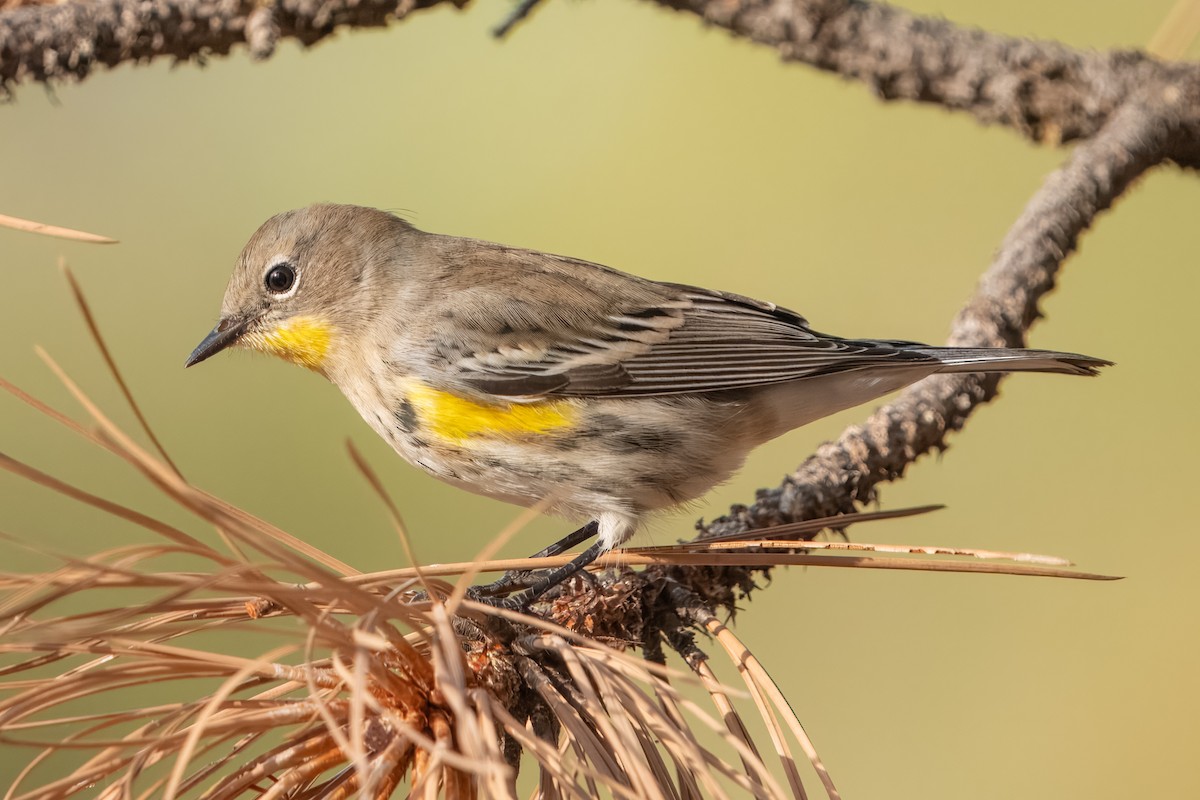 Yellow-rumped Warbler - ML642839764