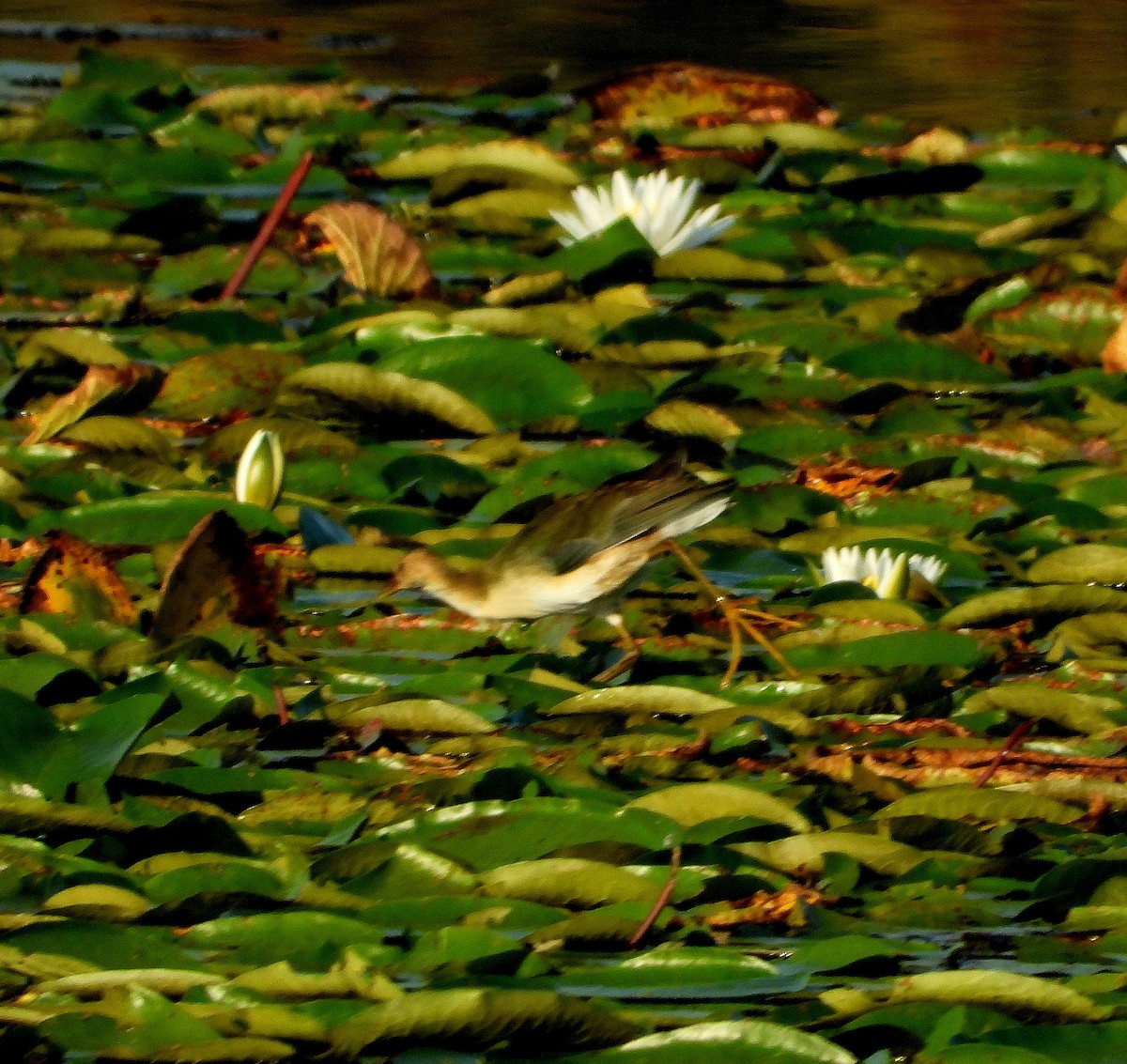 Purple Gallinule - ML642839765