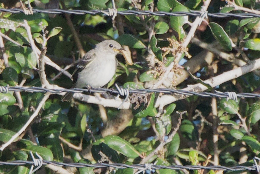 Gray Flycatcher - ML642839769