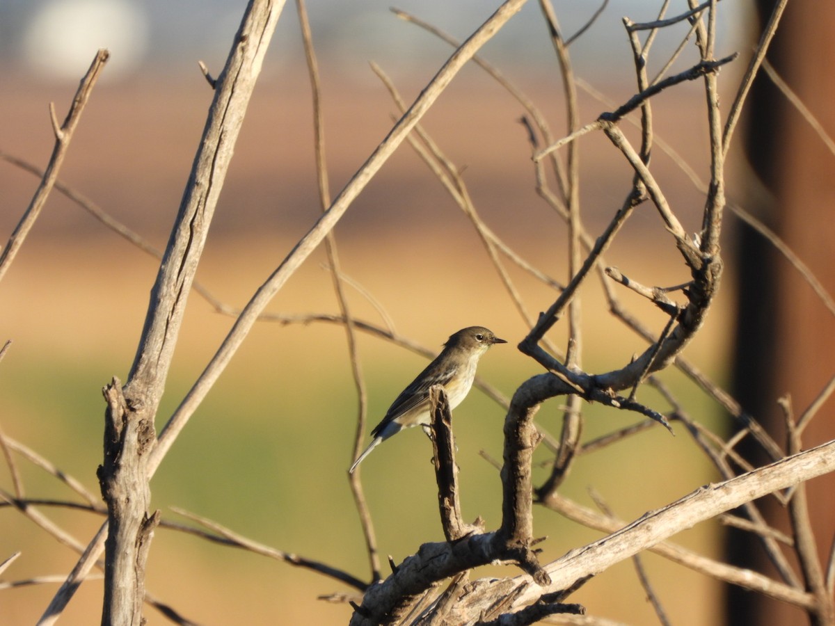 Yellow-rumped Warbler - ML642839771
