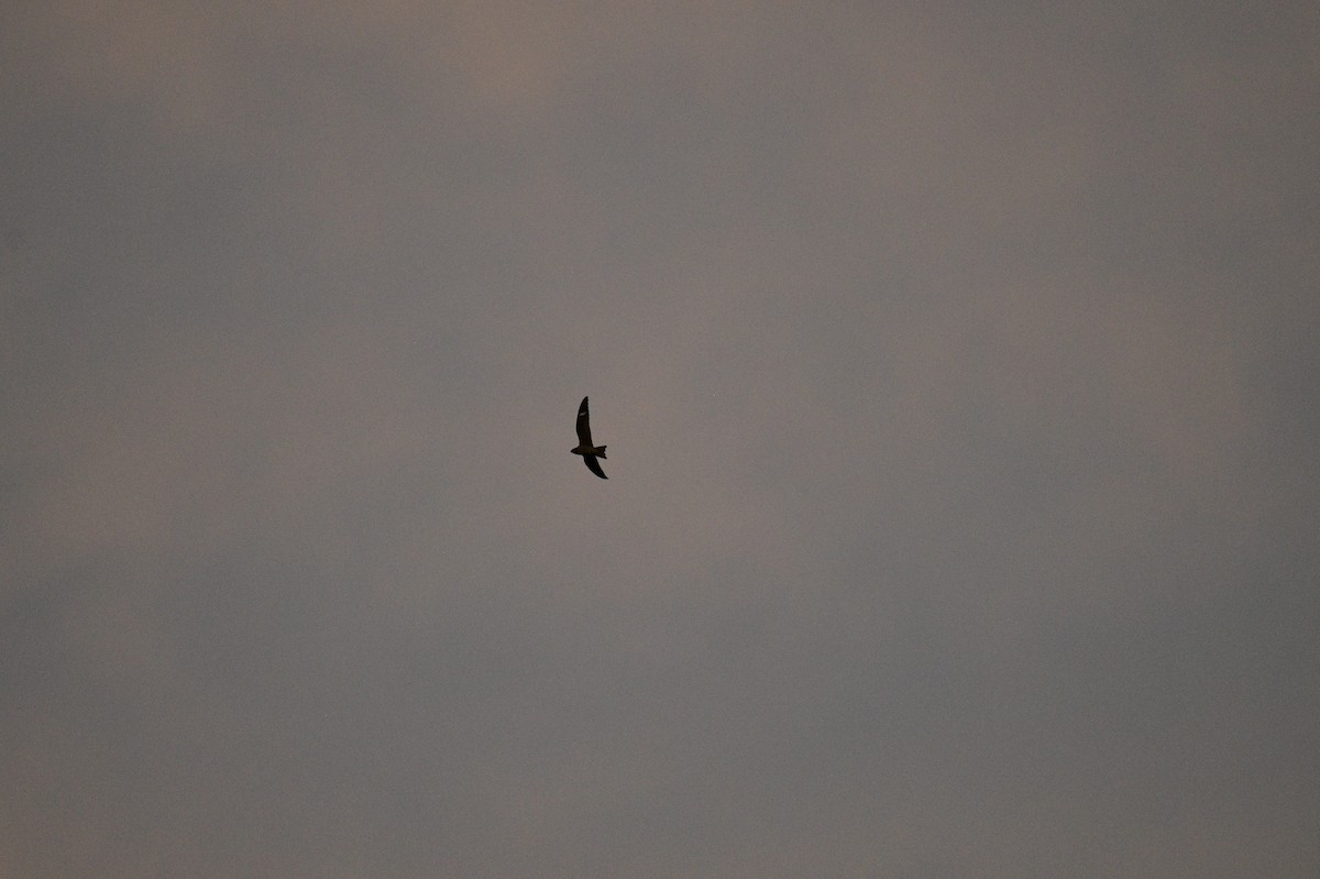 Common Nighthawk - ML642839774