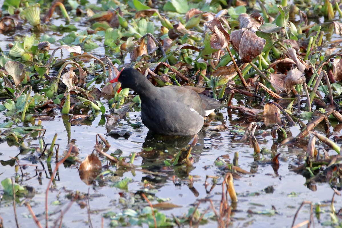 Common Gallinule - ML642839776