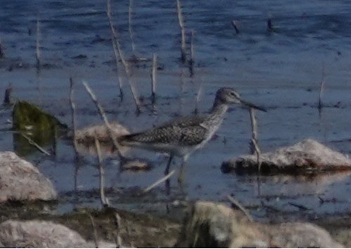 Greater Yellowlegs - ML642839777