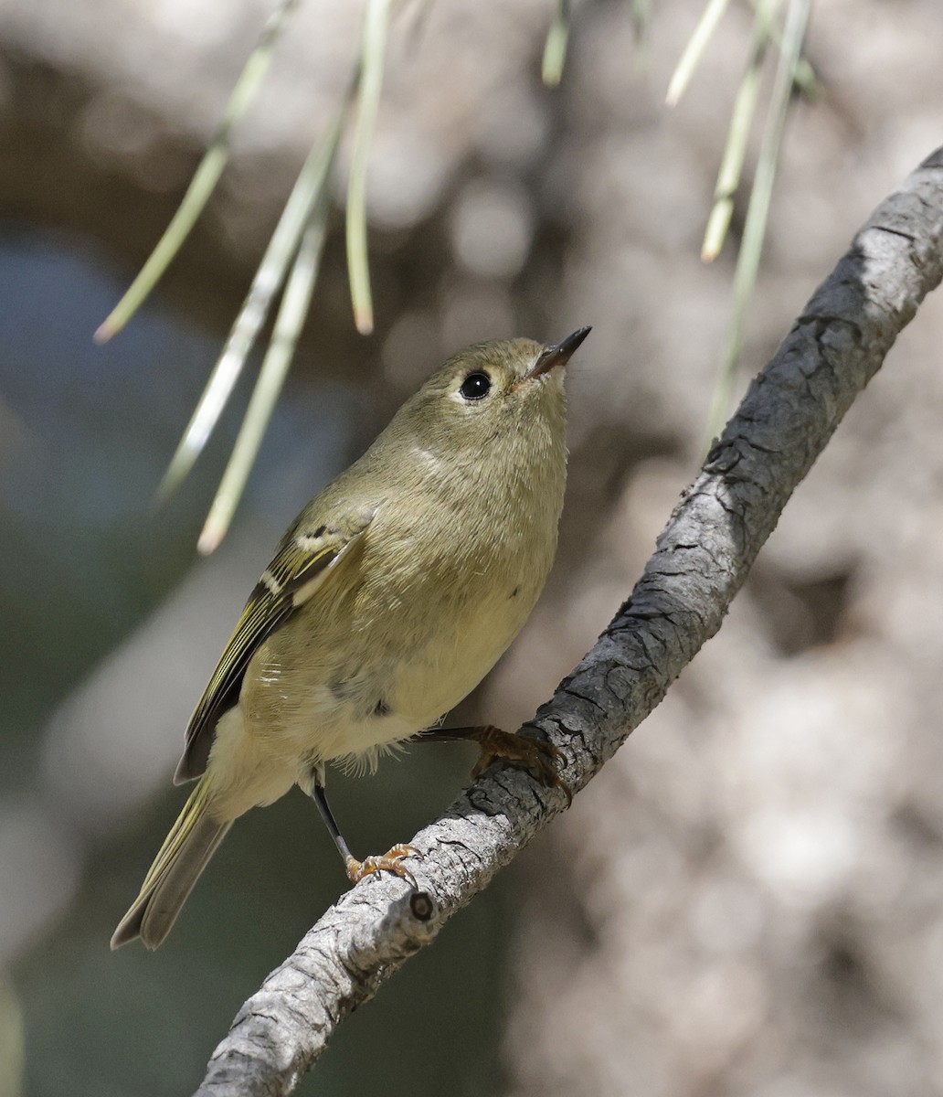Ruby-crowned Kinglet - ML642839778