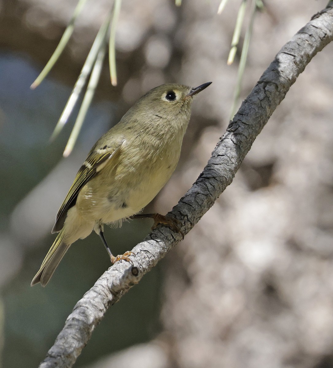 Ruby-crowned Kinglet - ML642839779