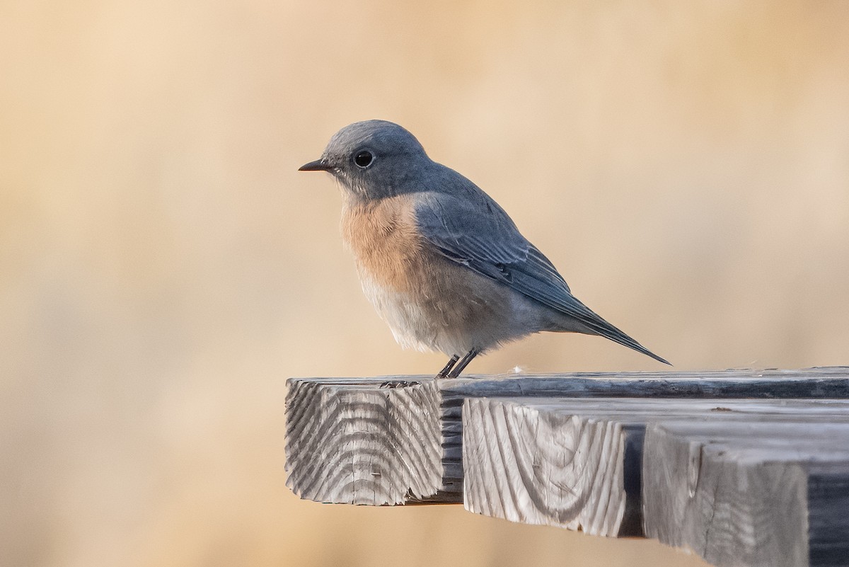 Western Bluebird - ML642839781
