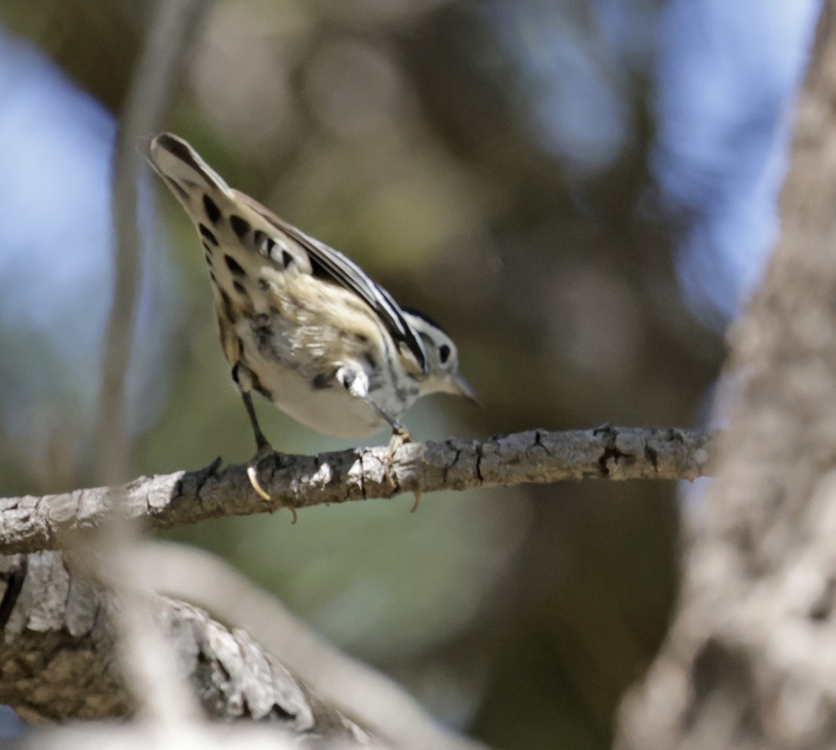 Black-and-white Warbler - ML642839782