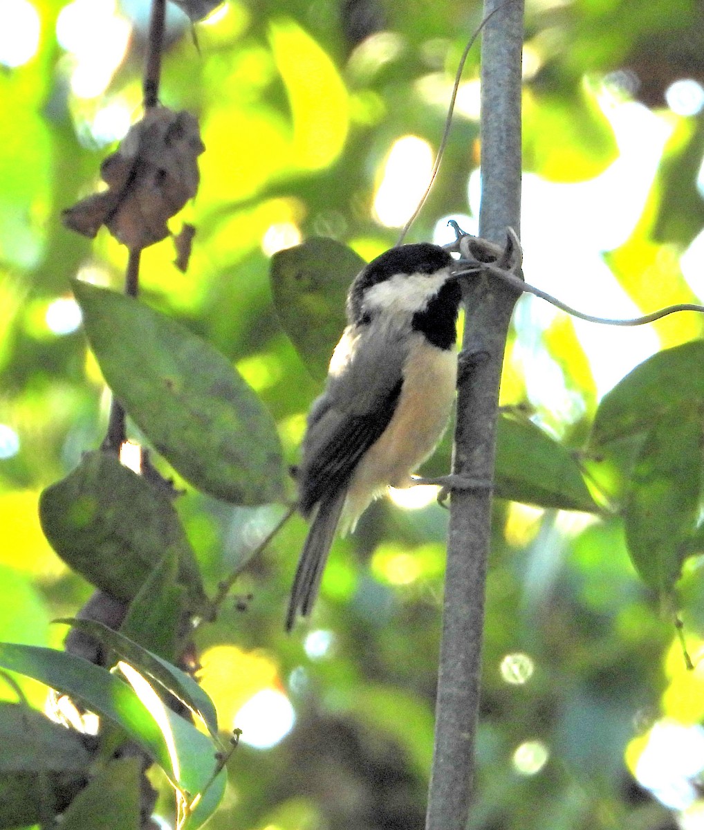 Carolina Chickadee - ML642839783