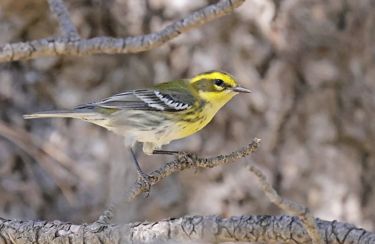 Townsend's Warbler - ML642839784