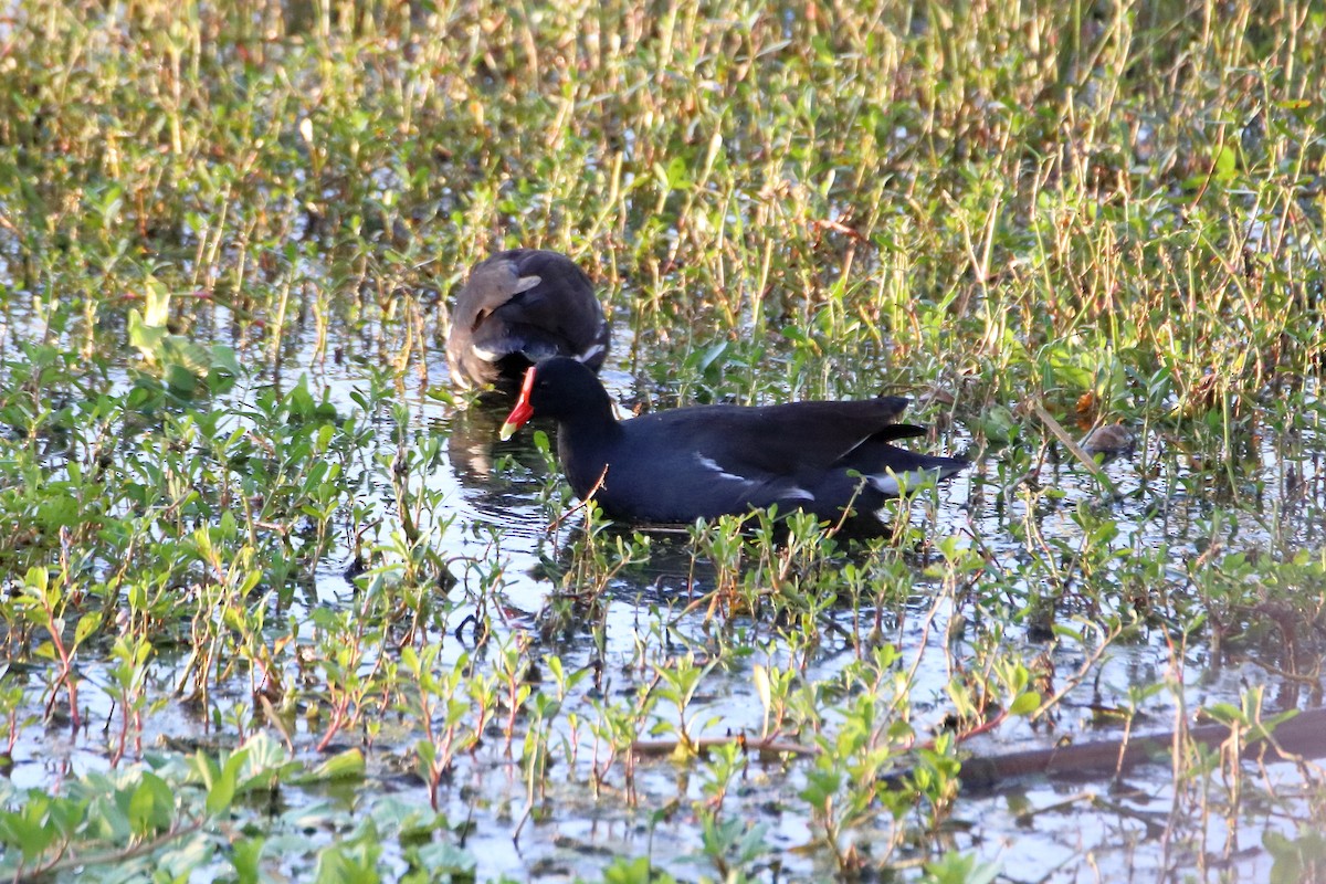 Common Gallinule - ML642839785
