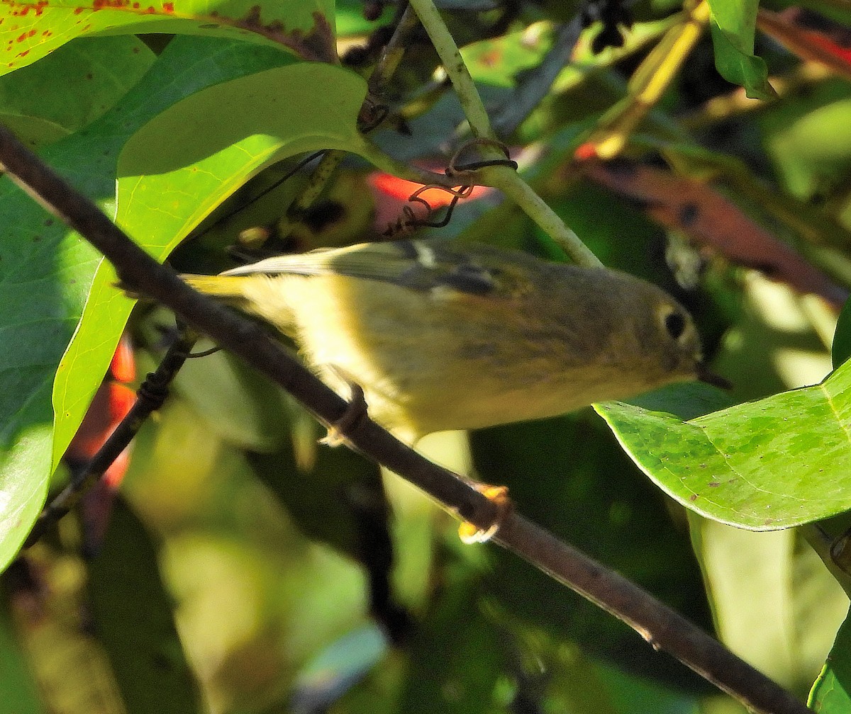 Ruby-crowned Kinglet - ML642839787