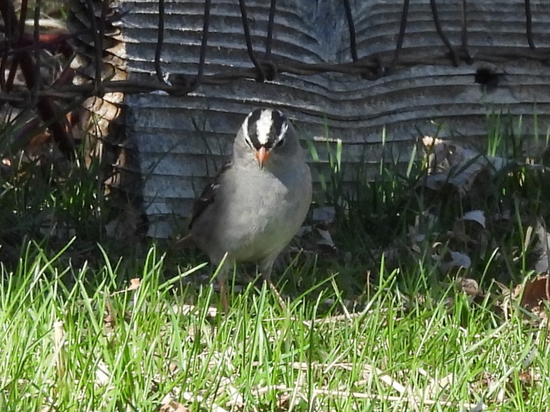 White-crowned Sparrow - ML642839788