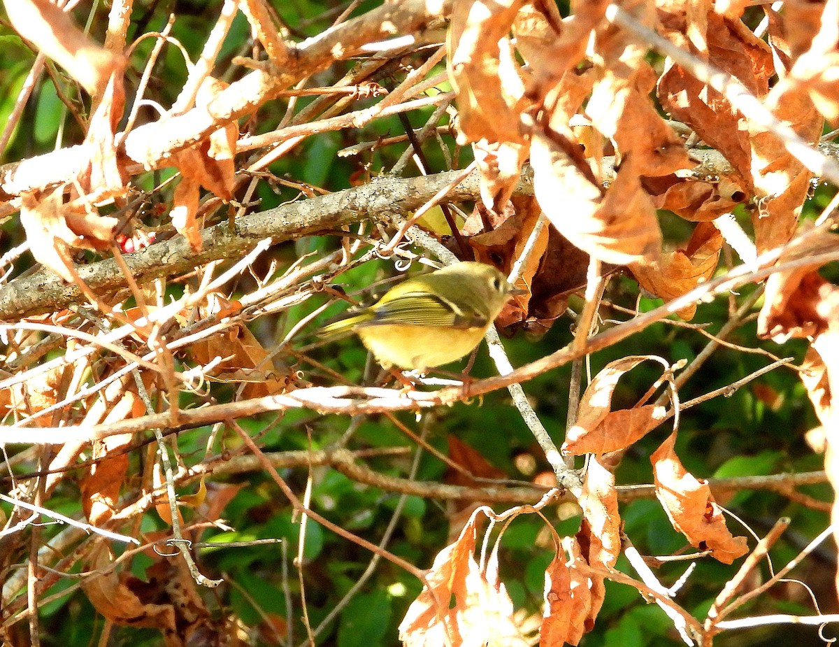 Ruby-crowned Kinglet - ML642839789
