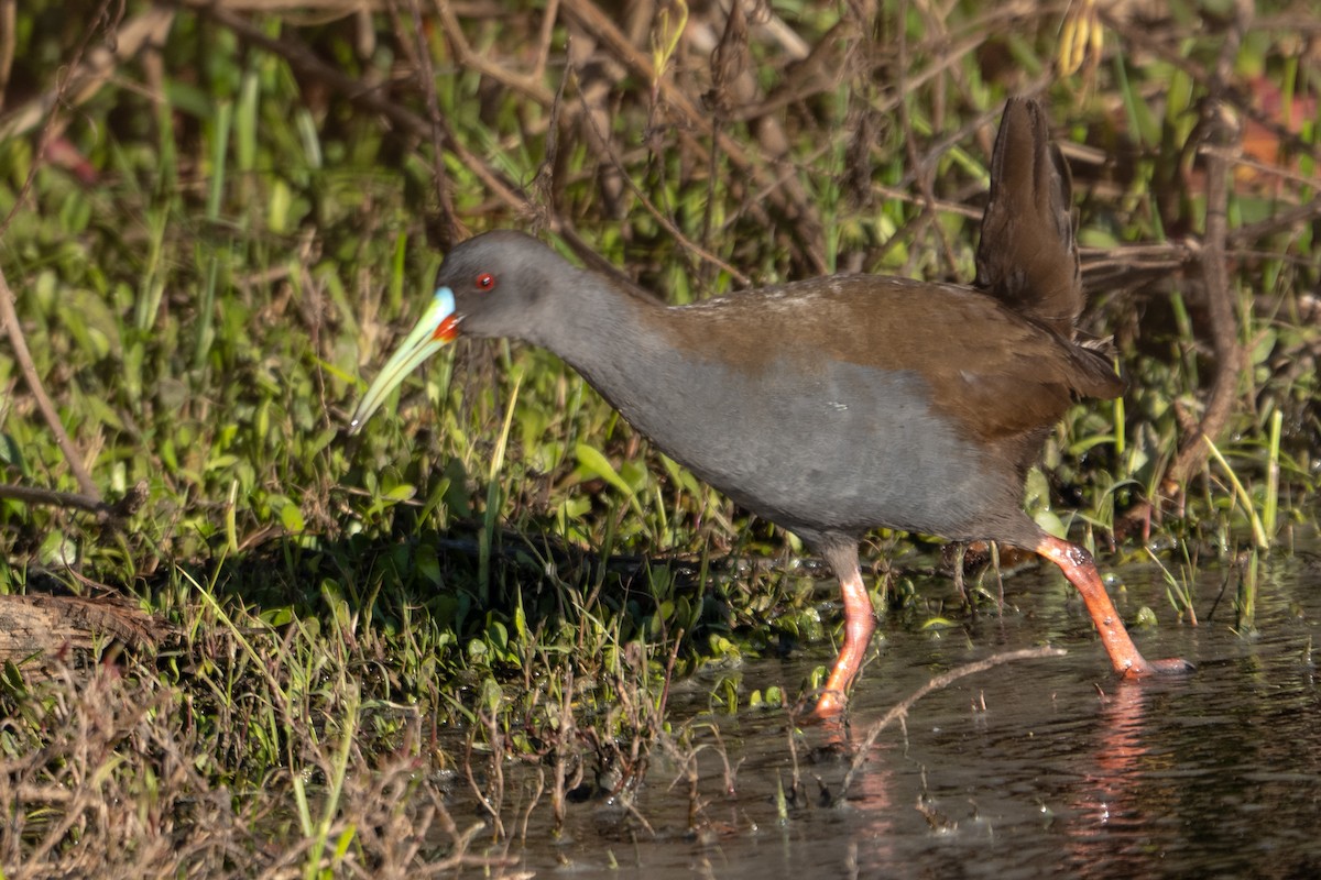 Plumbeous Rail - ML642839790