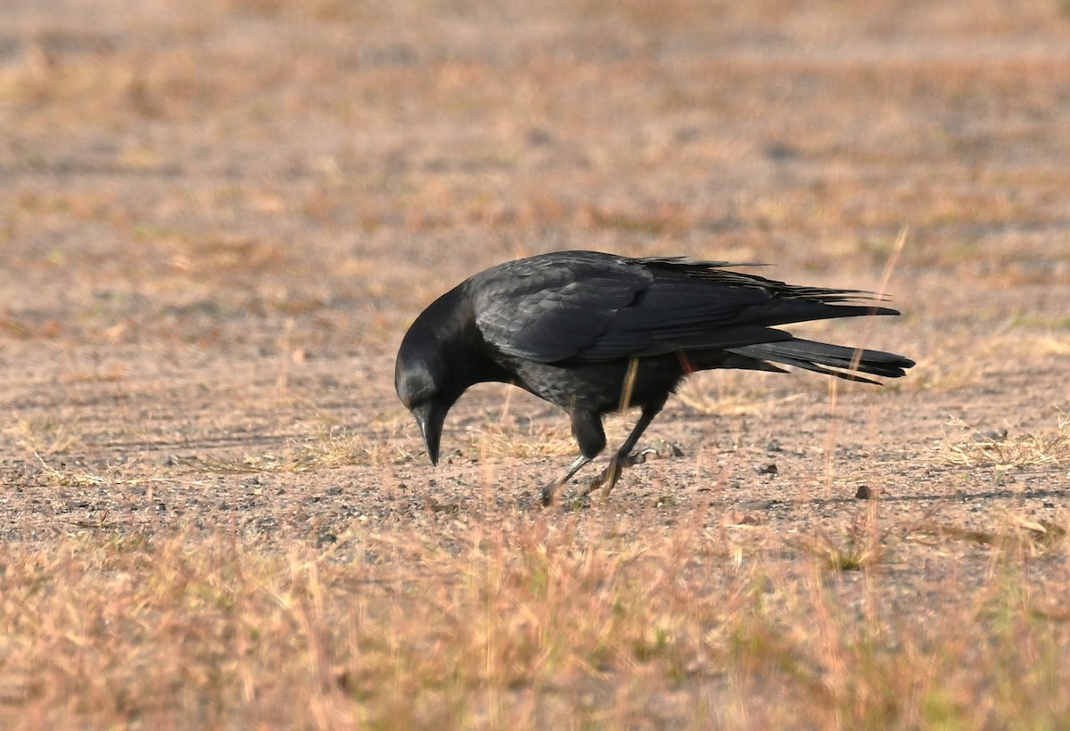 American Crow - ML642839792