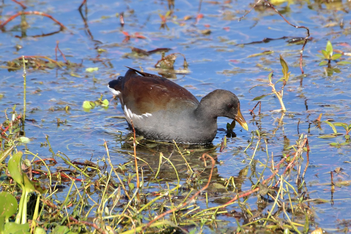 Common Gallinule - ML642839794