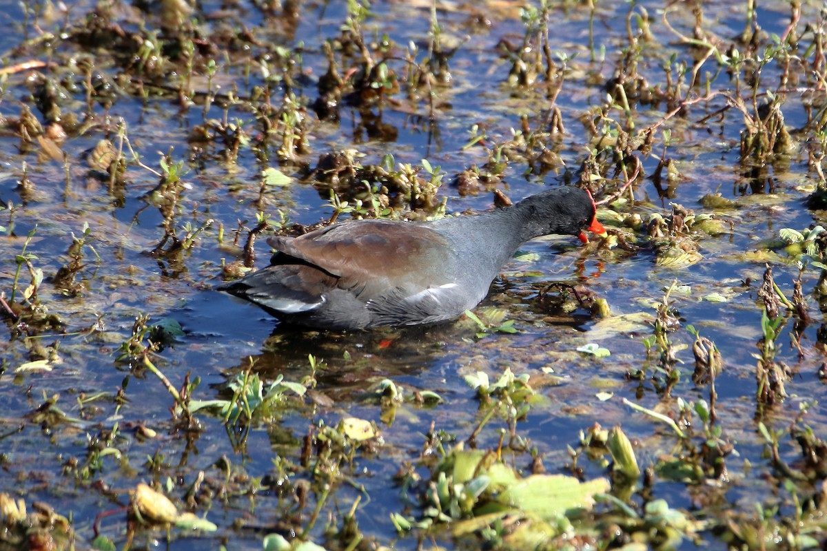 Common Gallinule - ML642839796