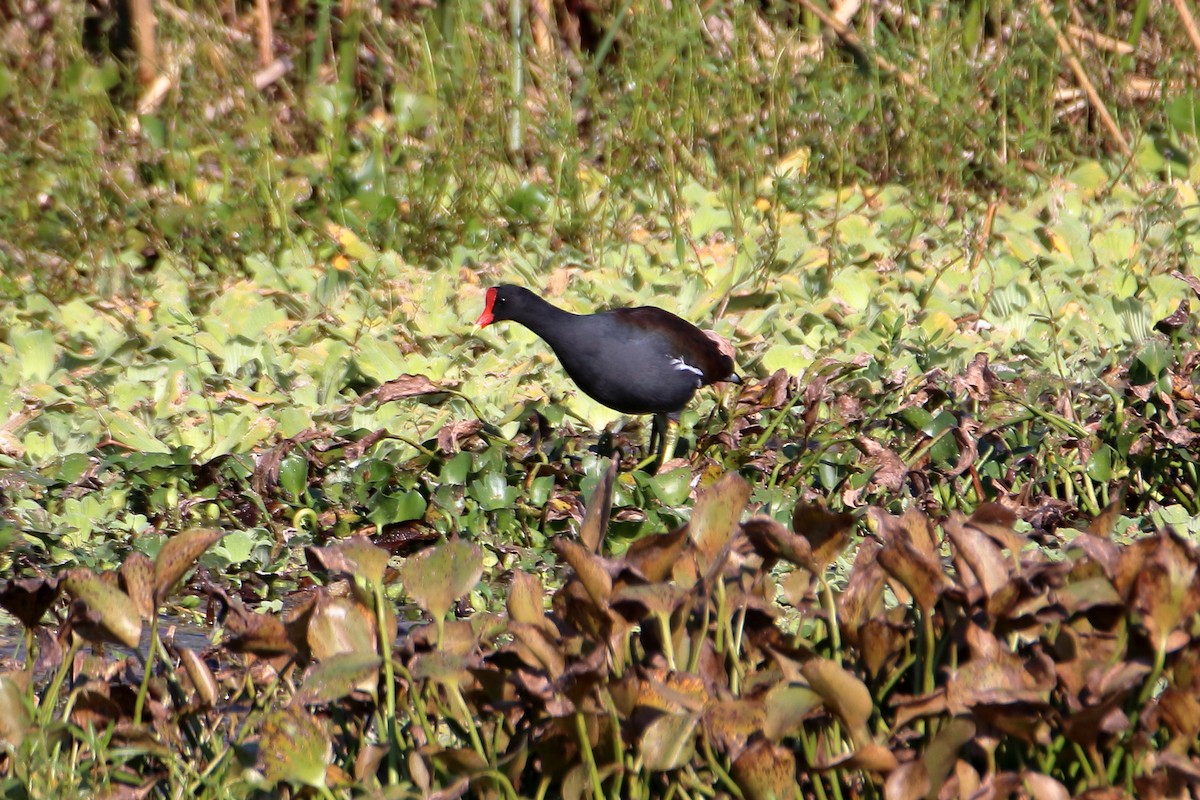 Common Gallinule - ML642839800