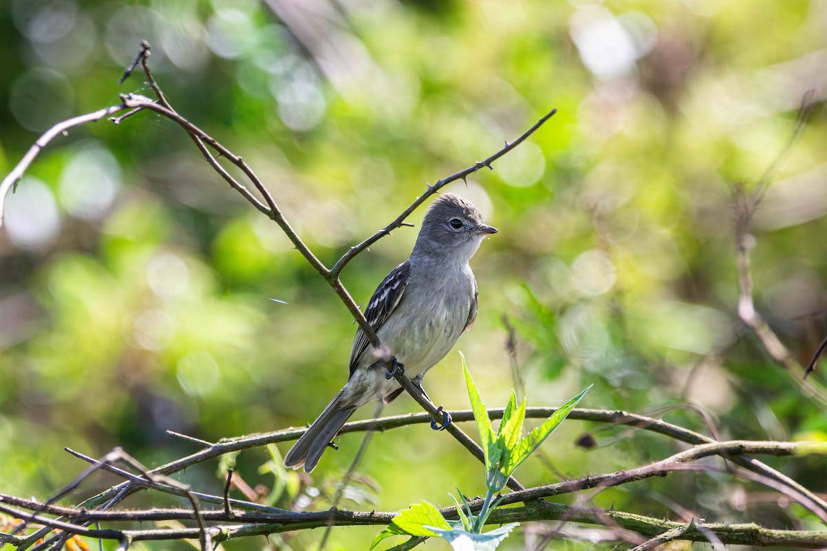 Yellow-bellied Elaenia - ML642839801