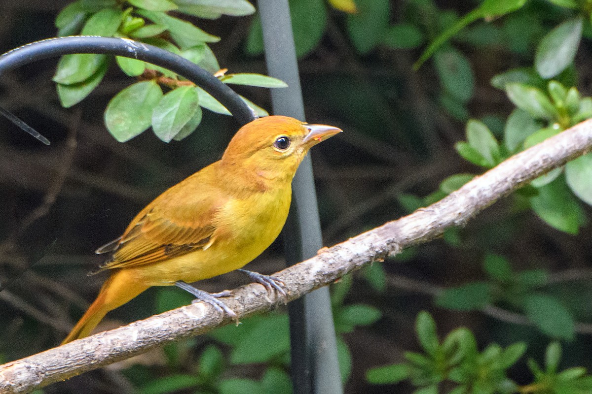 Piranga vermillon - ML642839823