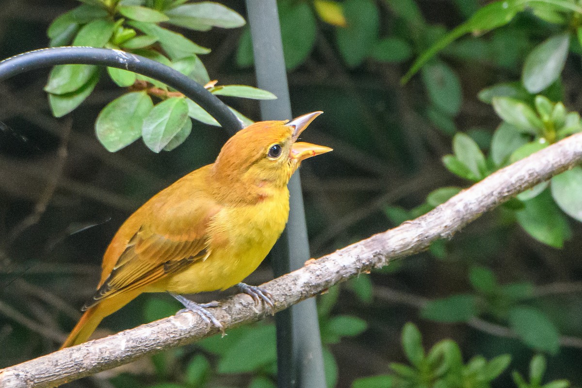 Piranga vermillon - ML642839824