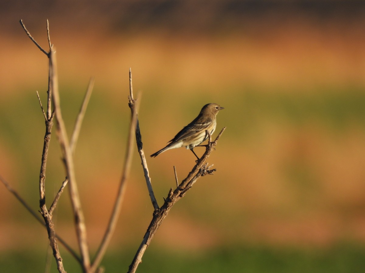 Yellow-rumped Warbler - ML642839826