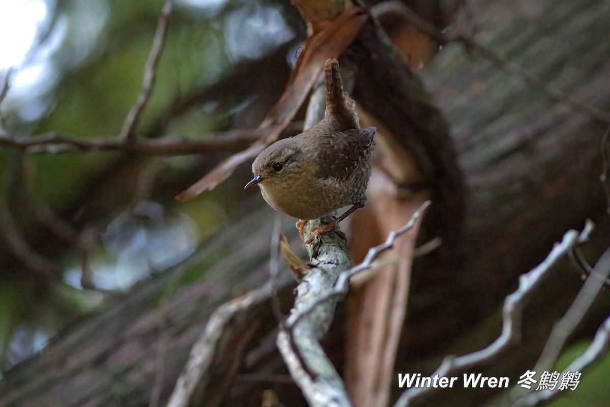 Winter Wren - ML642839835